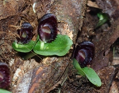 Corybas grumulus
