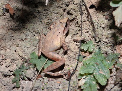 Pristimantis fenestratus