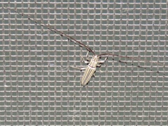 Hippopsis lemniscata