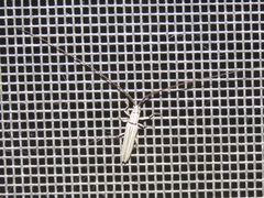 Hippopsis lemniscata