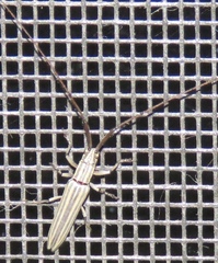 Hippopsis lemniscata