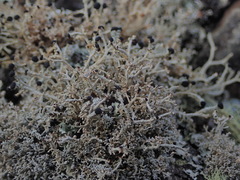 Stereocaulon colensoi