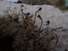 Stereocaulon colensoi