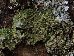 Podostictina pickeringii