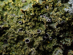 Podostictina pickeringii