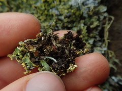 Podostictina pickeringii