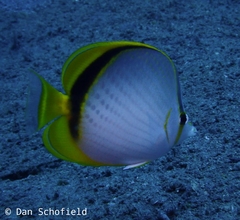 Chaetodon selene