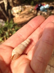 Rumina decollata