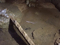 Proteus anguinus anguinus