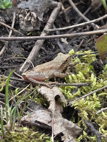 Spring Peeper