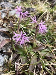 Heloniopsis orientalis