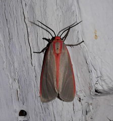 Pygarctia spraguei