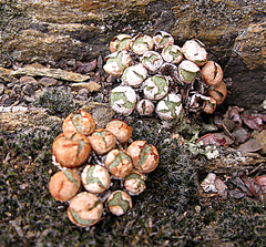 Conophytum truncatum