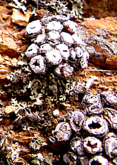 Conophytum truncatum