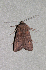 Meterana inchoata
