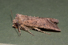 Meterana inchoata