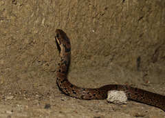 Stenorrhina degenhardtii