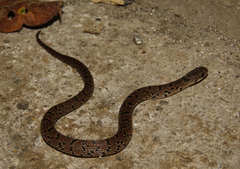 Stenorrhina degenhardtii