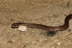Stenorrhina degenhardtii