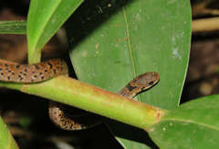 Stenorrhina degenhardtii