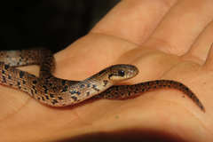 Stenorrhina degenhardtii