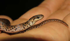 Stenorrhina degenhardtii