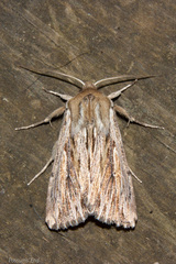 Persectania aversa