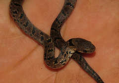 Stenorrhina degenhardtii