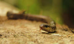 Stenorrhina degenhardtii
