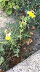 Sonchus oleraceus