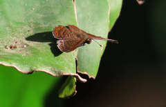 Riodinini
