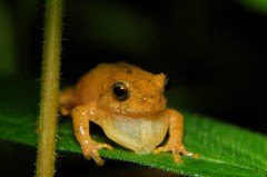 Raorchestes