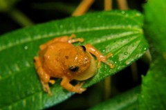 Raorchestes