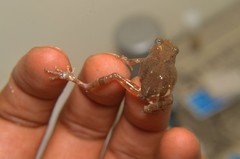 Shillong Bush Frog photo 3