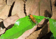 Ptecticus testaceus