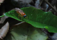 Ptecticus testaceus