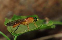 Ptecticus testaceus