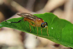 Ptecticus testaceus