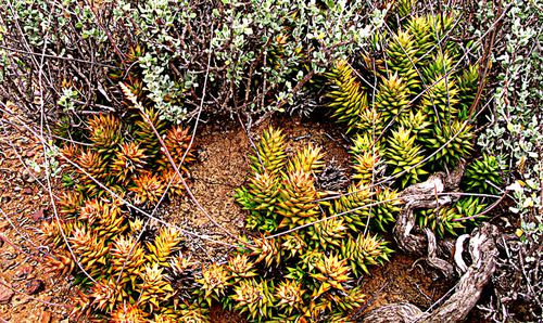 Astroloba spiralis