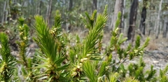 Melichrus adpressus