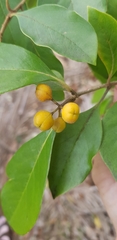 Pittosporum ferrugineum