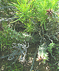 Quaqua mammillaris