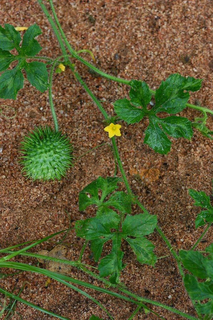 Chayotillo (Martinique vines) · iNaturalist Chayotillo (Martinique vines) · iNaturalist
