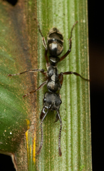 Neoponera