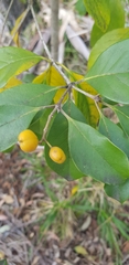 Pittosporum ferrugineum