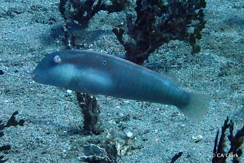 Cymolutes praetextatus, 2016-08-25