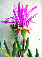 Lampranthus haworthii