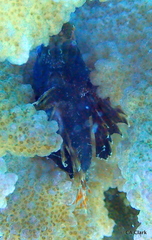 Dendrochirus barberi