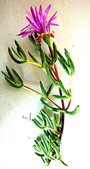 Lampranthus haworthii