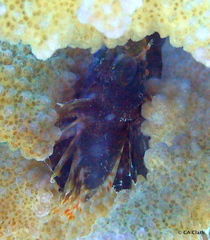 Dendrochirus barberi
